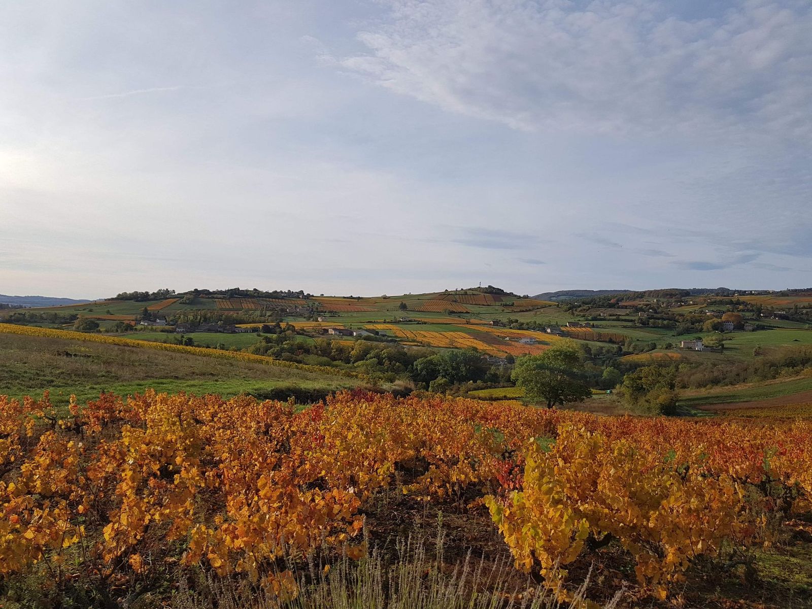 Vignobles du Beaujolais aux couleurs d'automne